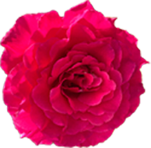 rose fleuristerie